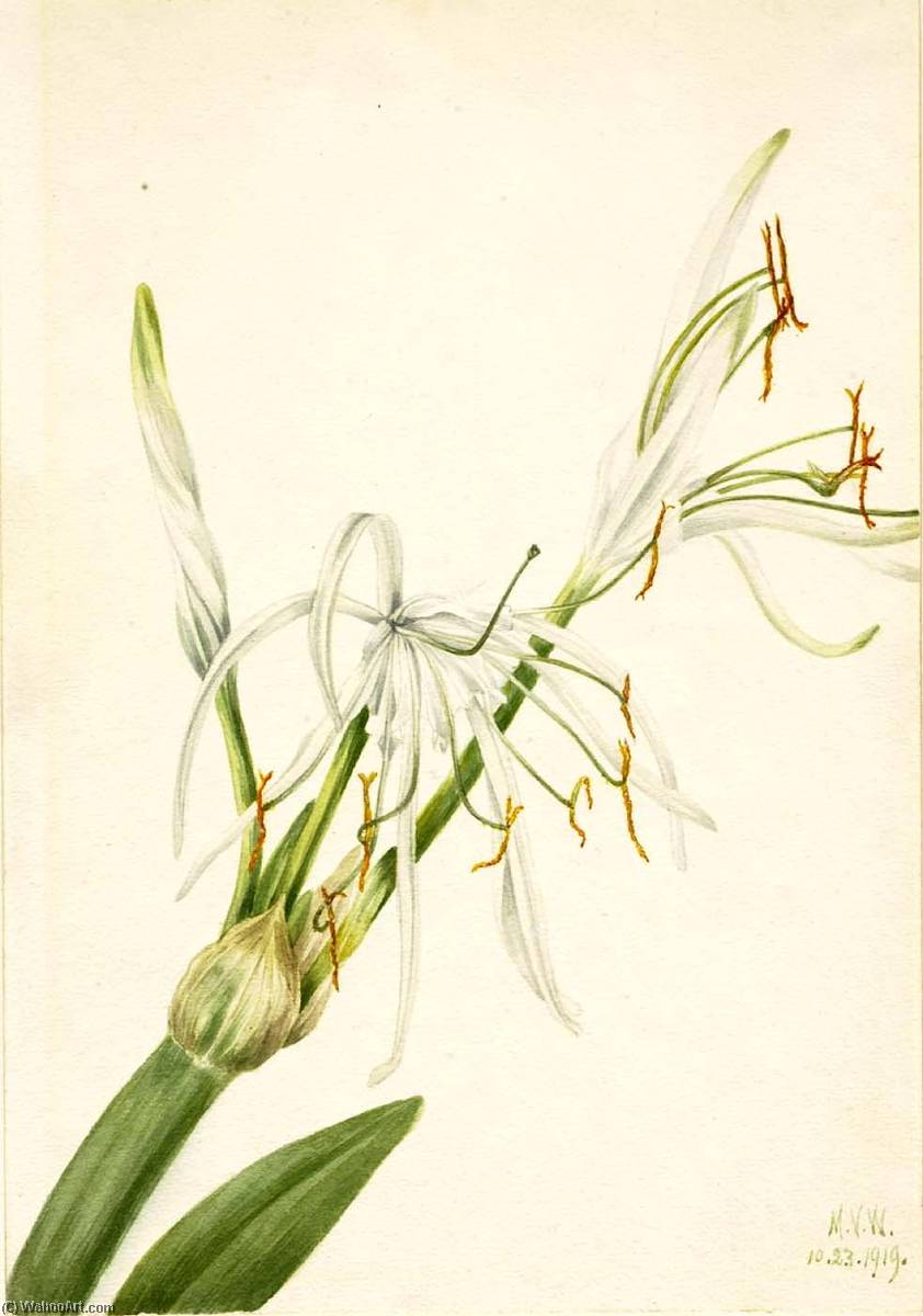 Wikioo.org - The Encyclopedia of Fine Arts - Painting, Artwork by Mary Morris Vaux Walcott - Spider Lily (Hymenocallis rotata)