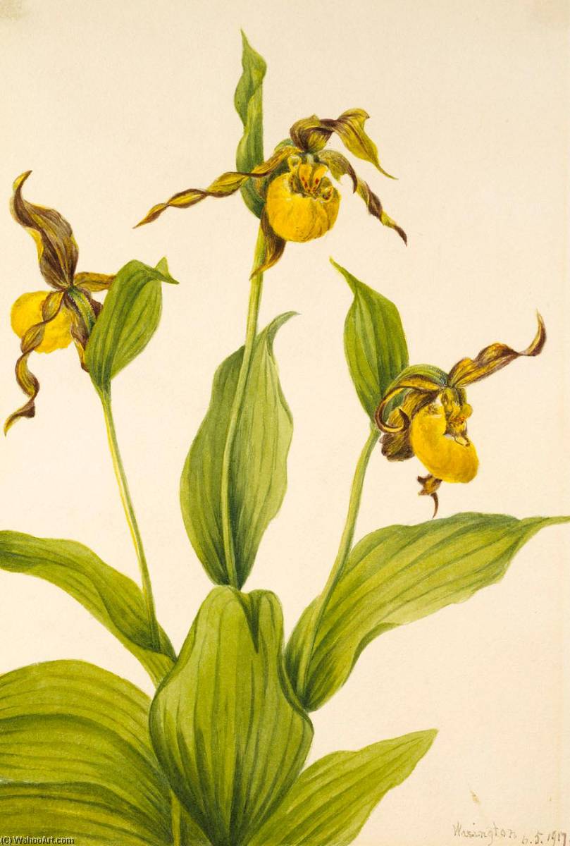 Wikioo.org - The Encyclopedia of Fine Arts - Painting, Artwork by Mary Morris Vaux Walcott - Small Yellow Ladyslipper (Cypripedium parviflorum)