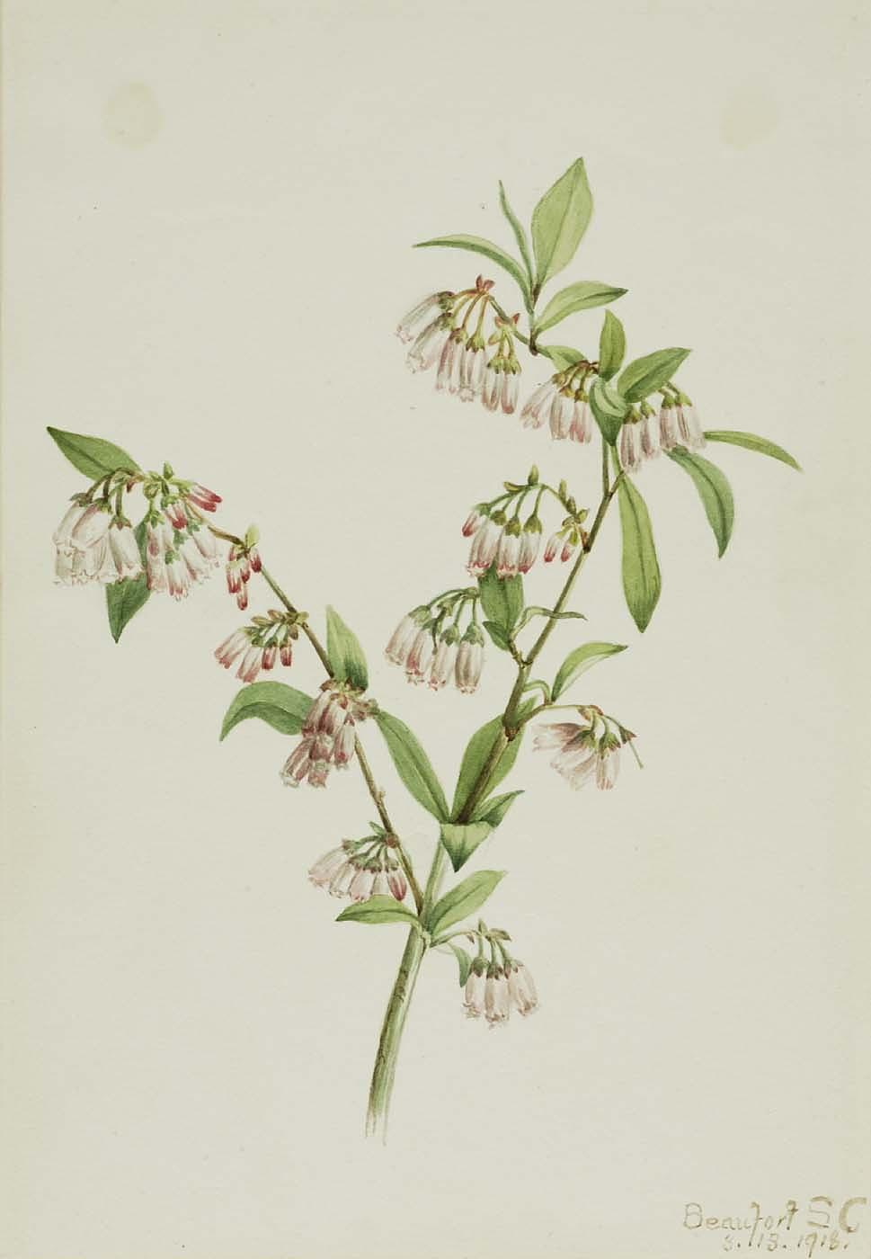 WikiOO.org - Енциклопедия за изящни изкуства - Живопис, Произведения на изкуството Mary Morris Vaux Walcott - Pineland Blueberry (Vaccinium tenellum)