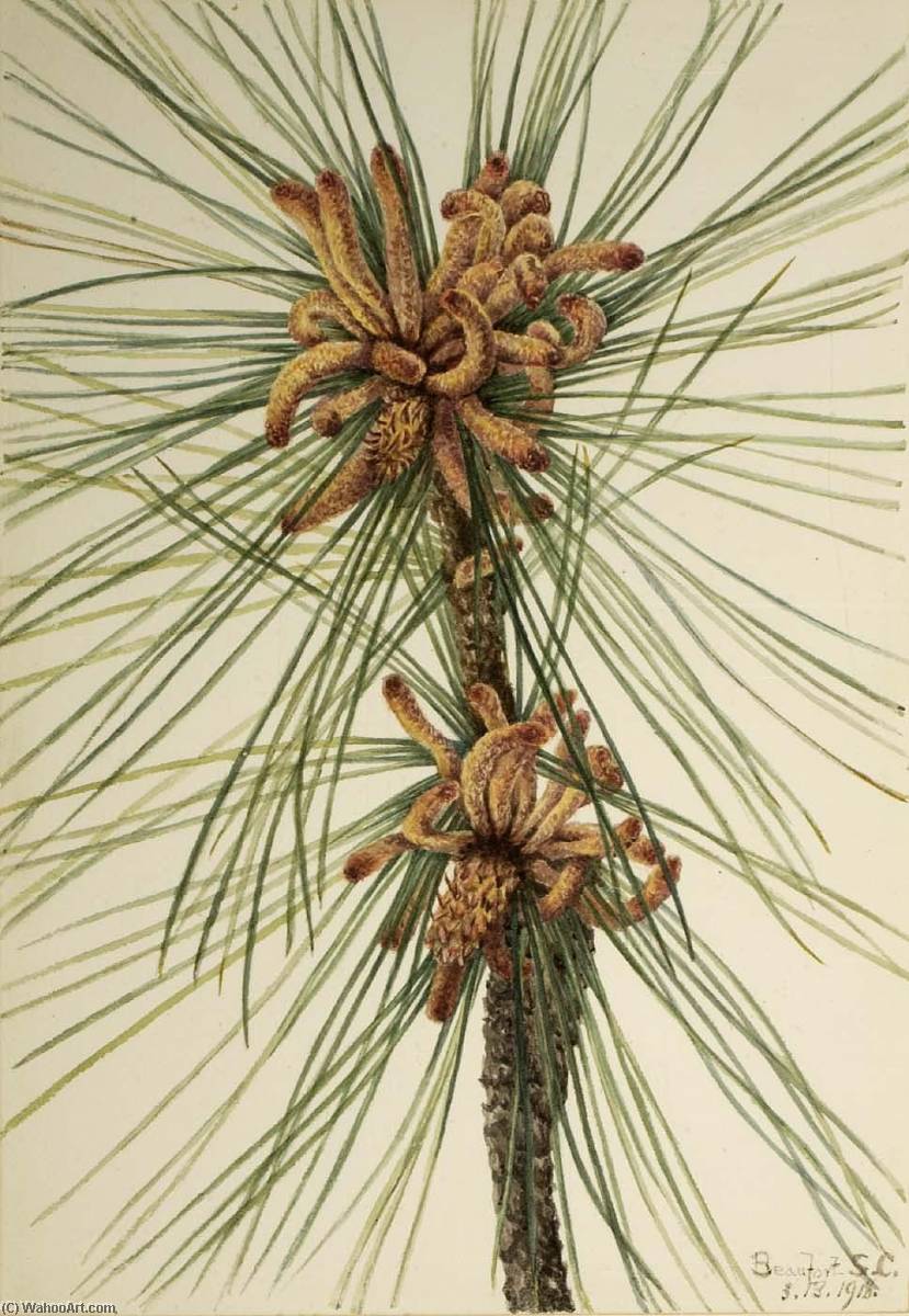 Wikioo.org - The Encyclopedia of Fine Arts - Painting, Artwork by Mary Morris Vaux Walcott - Loblolly Pine (Pinus taeda)
