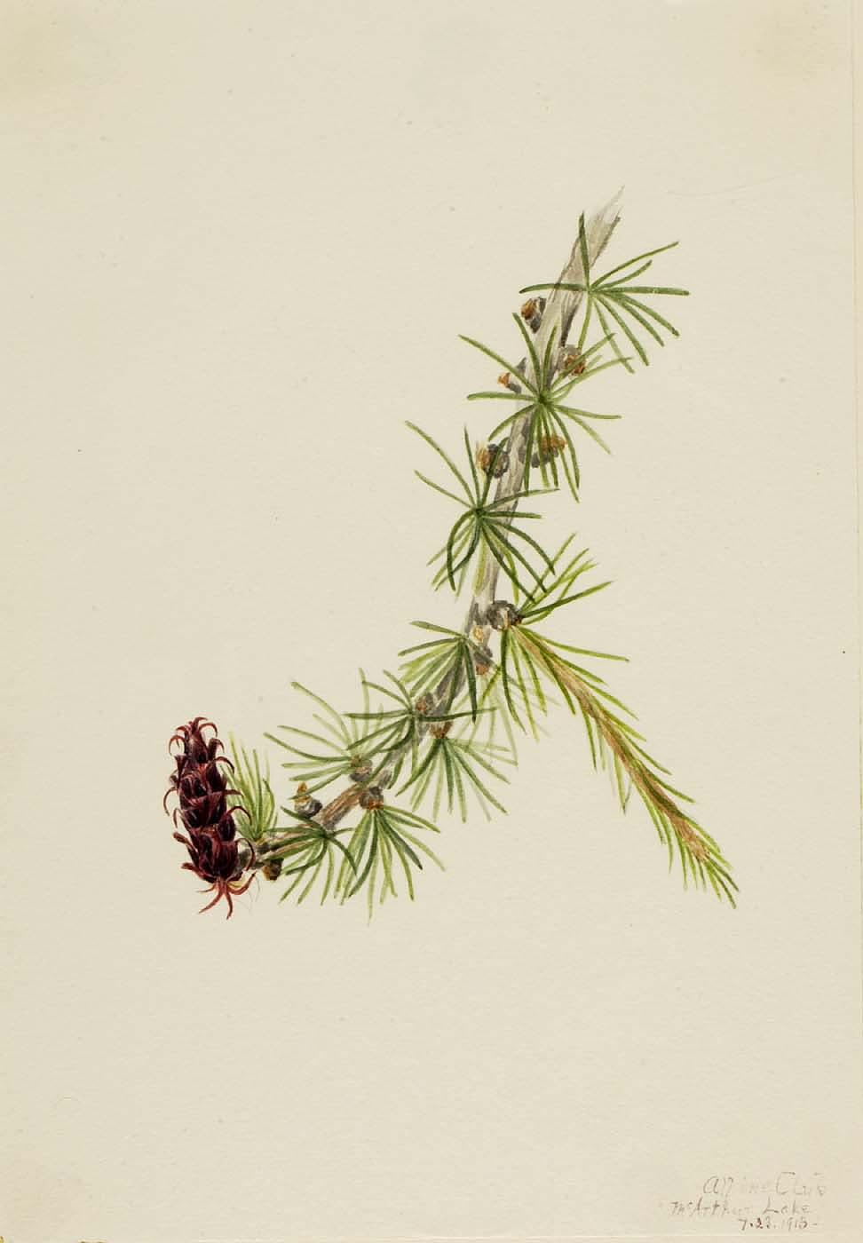 Wikioo.org - The Encyclopedia of Fine Arts - Painting, Artwork by Mary Morris Vaux Walcott - Lyall Larch (Larix lyallii)