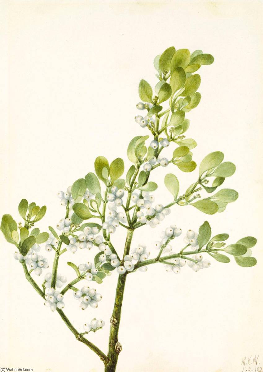 Wikioo.org - The Encyclopedia of Fine Arts - Painting, Artwork by Mary Morris Vaux Walcott - American Mistletoe (Phoradendron flavescens)