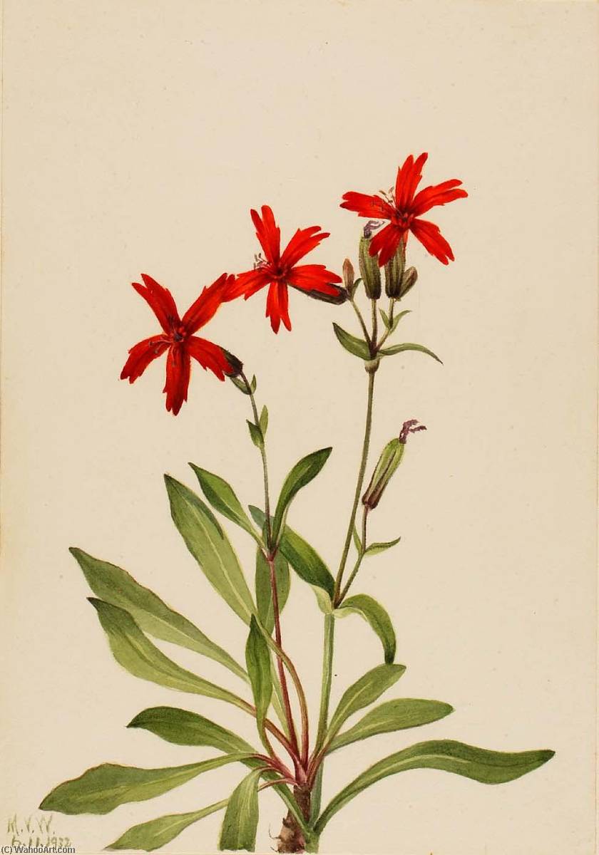 Wikioo.org - The Encyclopedia of Fine Arts - Painting, Artwork by Mary Morris Vaux Walcott - Fire Pink (Silene virginica)