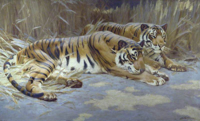 Wikioo.org - The Encyclopedia of Fine Arts - Painting, Artwork by John Charles Dollman - Tigers