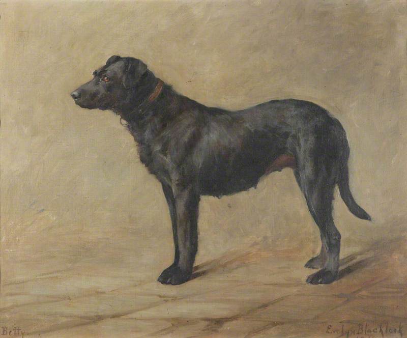 Wikioo.org - The Encyclopedia of Fine Arts - Painting, Artwork by Evelyn Blacklock - 'Betty', a Black Labrador