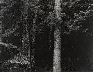 Wikioo.org - The Encyclopedia of Fine Arts - Painting, Artwork by Harry Callahan - Spruce Trees