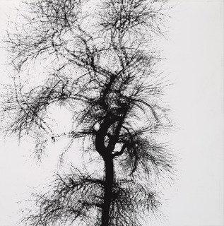 WikiOO.org - Encyclopedia of Fine Arts - Lukisan, Artwork Harry Callahan - Tree, Chicago
