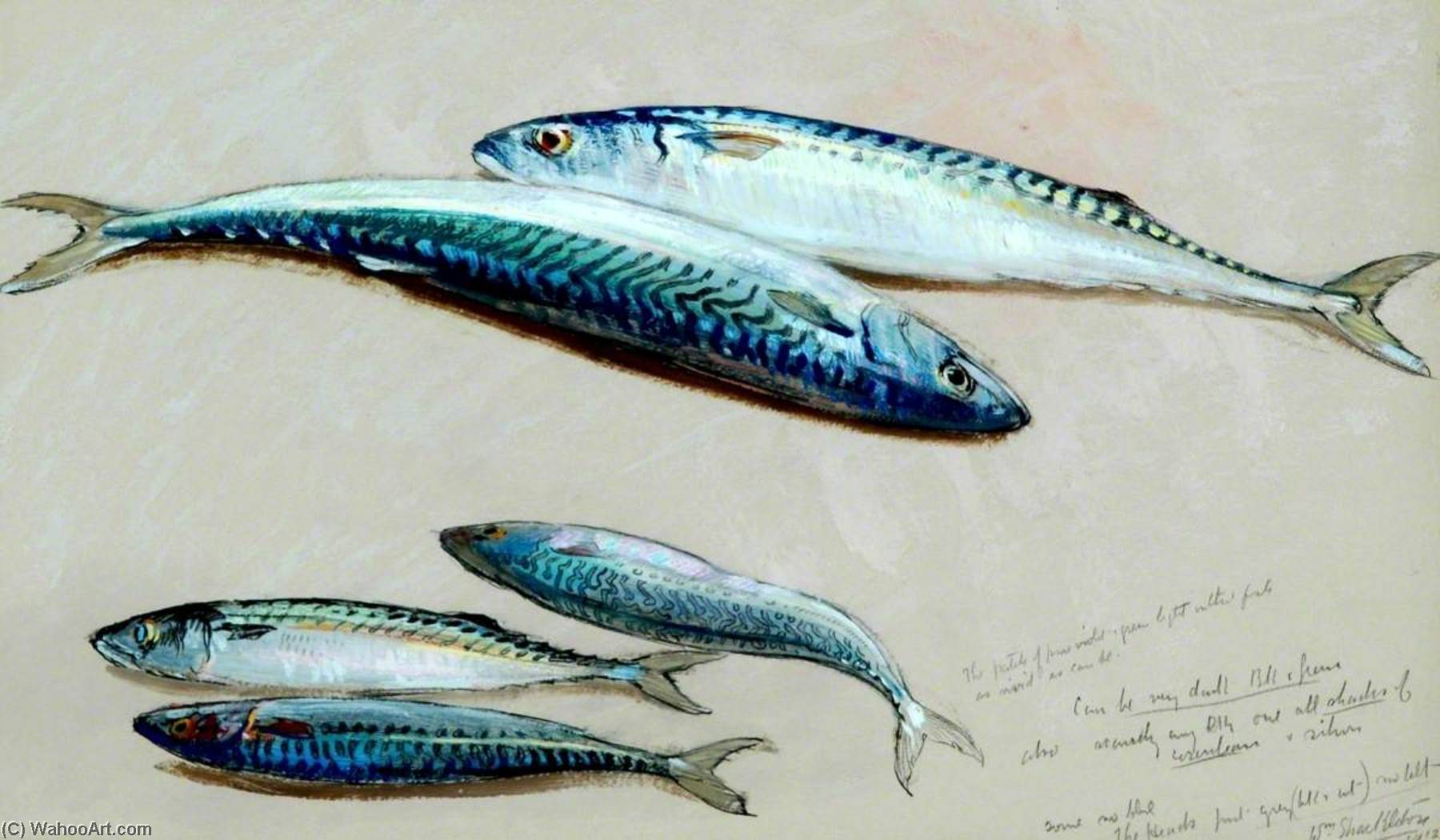 Wikioo.org - The Encyclopedia of Fine Arts - Painting, Artwork by William Shackleton - Study of Five Mackerel for 'The Mackerel Nets'