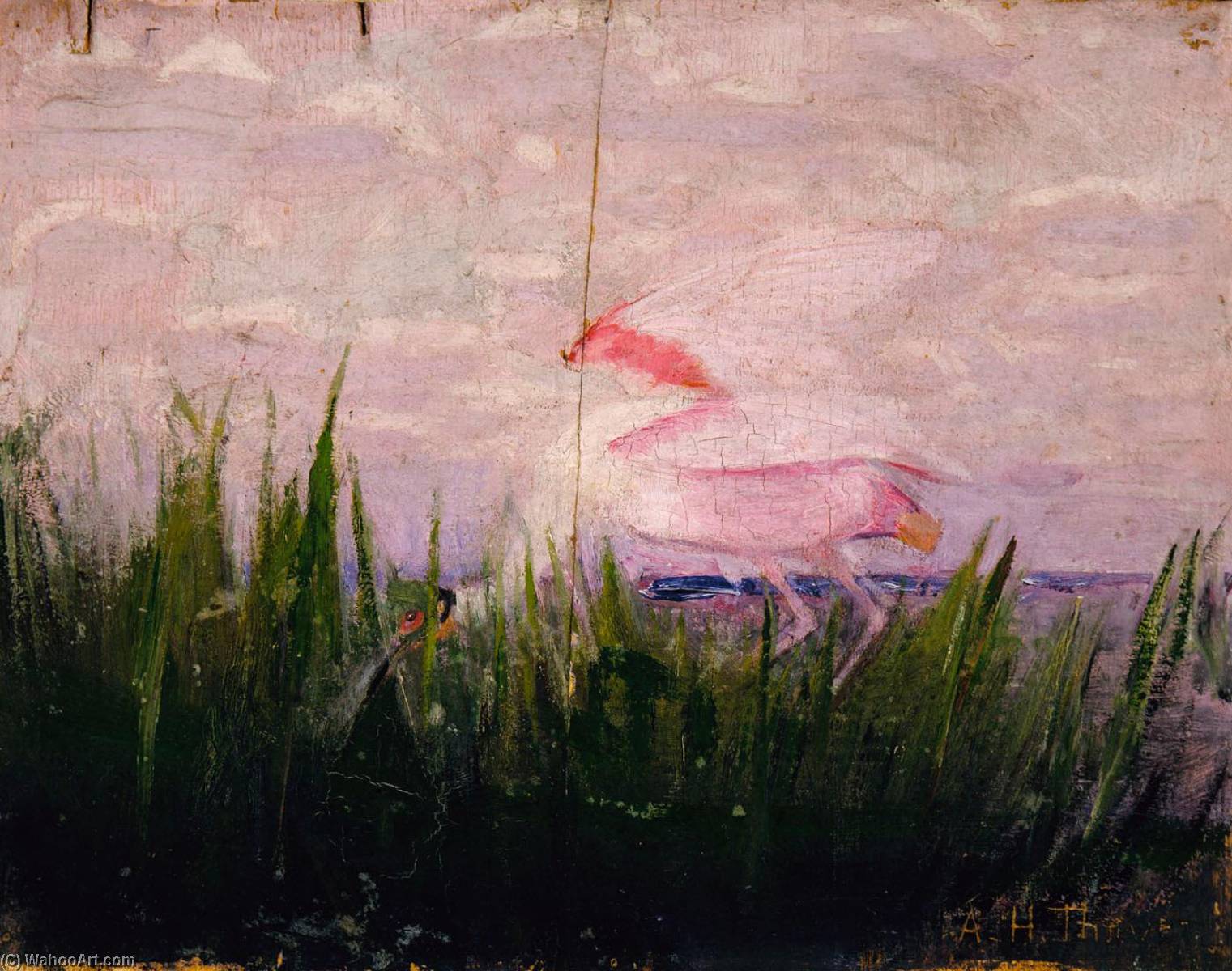 Wikioo.org - The Encyclopedia of Fine Arts - Painting, Artwork by Abbott Handerson Thayer - Roseate Spoonbill, study for book Concealing Coloration in the Animal Kingdom
