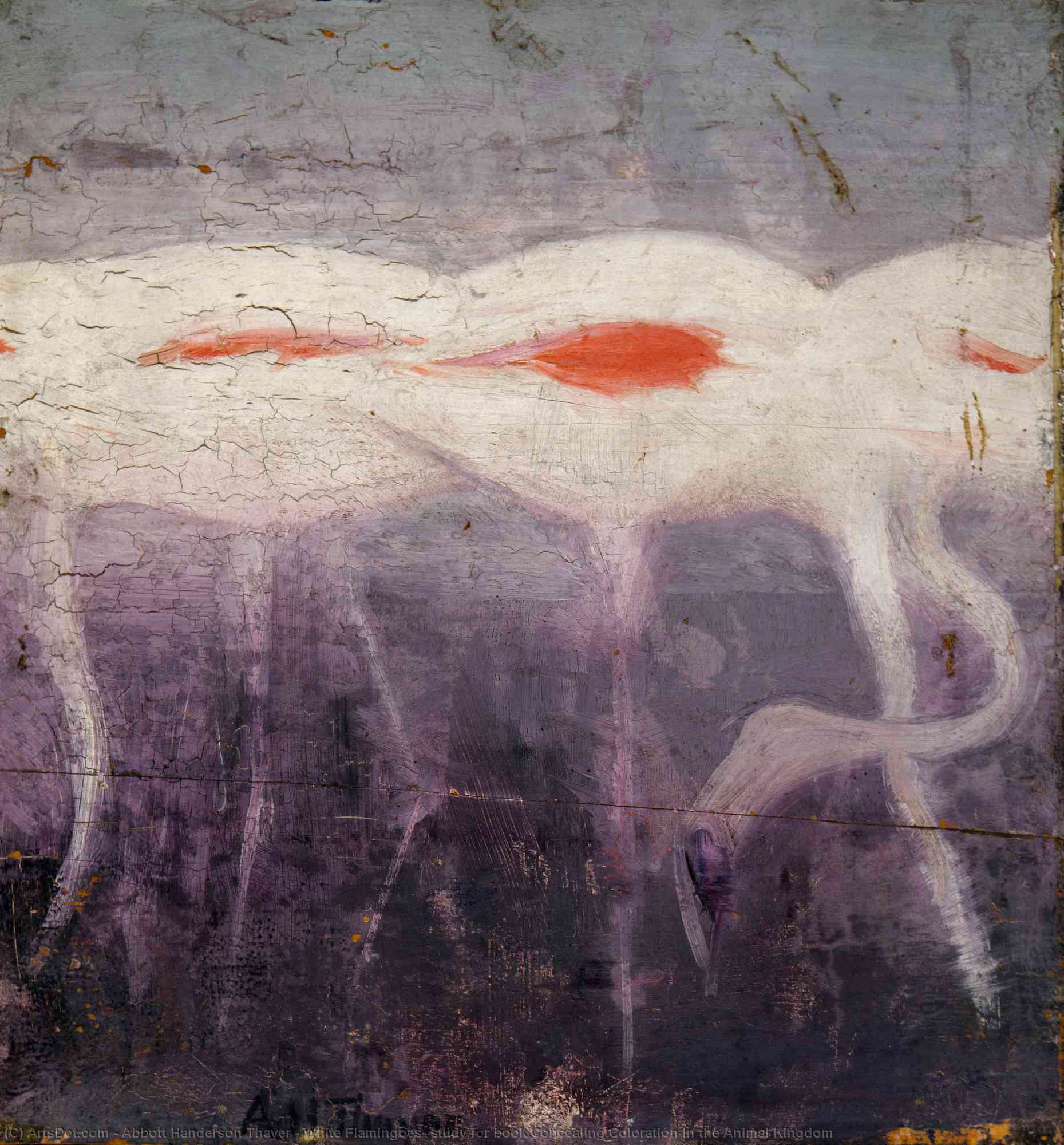Wikioo.org - The Encyclopedia of Fine Arts - Painting, Artwork by Abbott Handerson Thayer - White Flamingoes, study for book Concealing Coloration in the Animal Kingdom