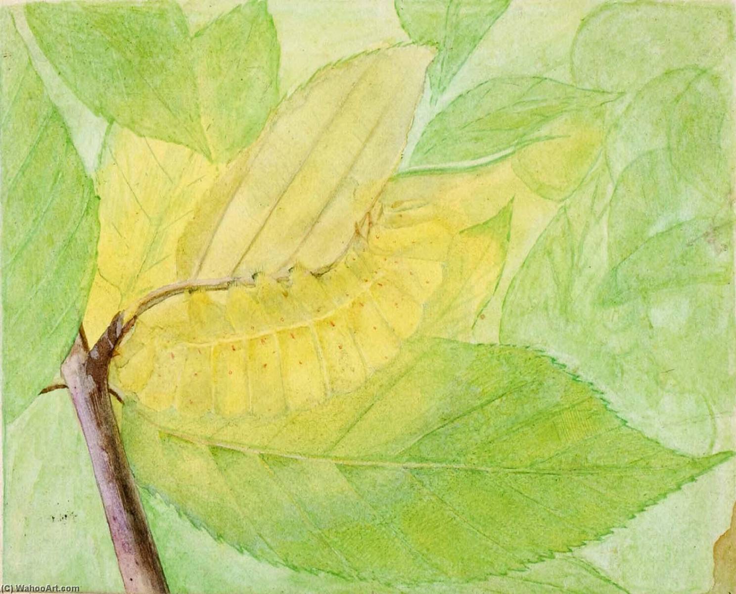 Wikioo.org - The Encyclopedia of Fine Arts - Painting, Artwork by Abbott Handerson Thayer - Lunar Caterpillar, study for book Concealing Coloration in the Animal Kingdom
