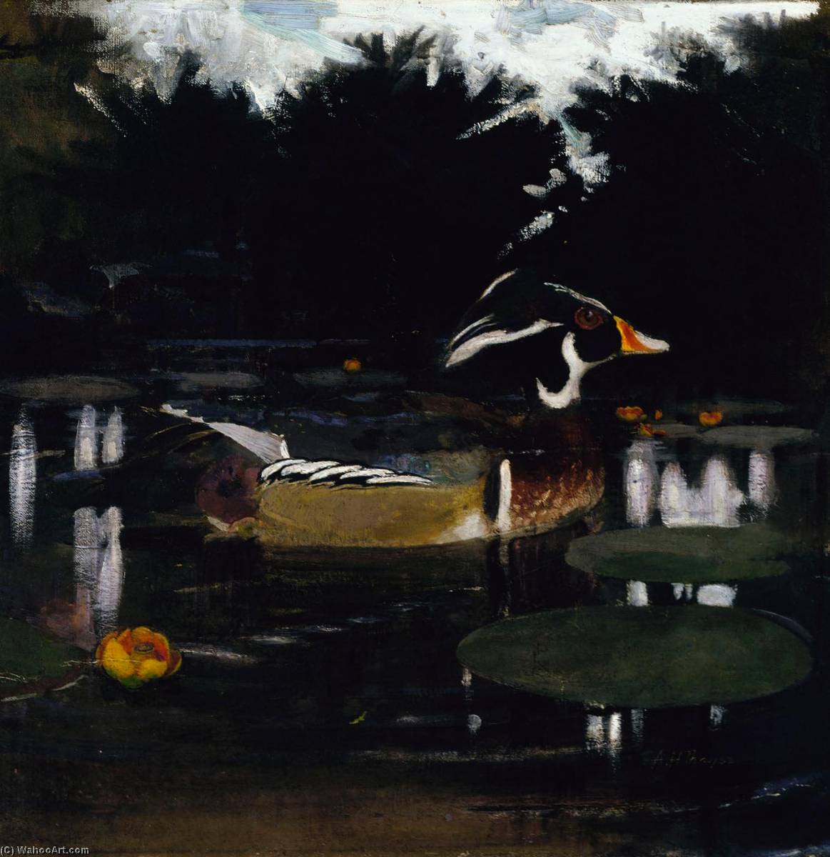 Wikioo.org - The Encyclopedia of Fine Arts - Painting, Artwork by Abbott Handerson Thayer - Male Wood Duck in a Forest Pool, study for book Concealing Coloration in the Animal Kingdom