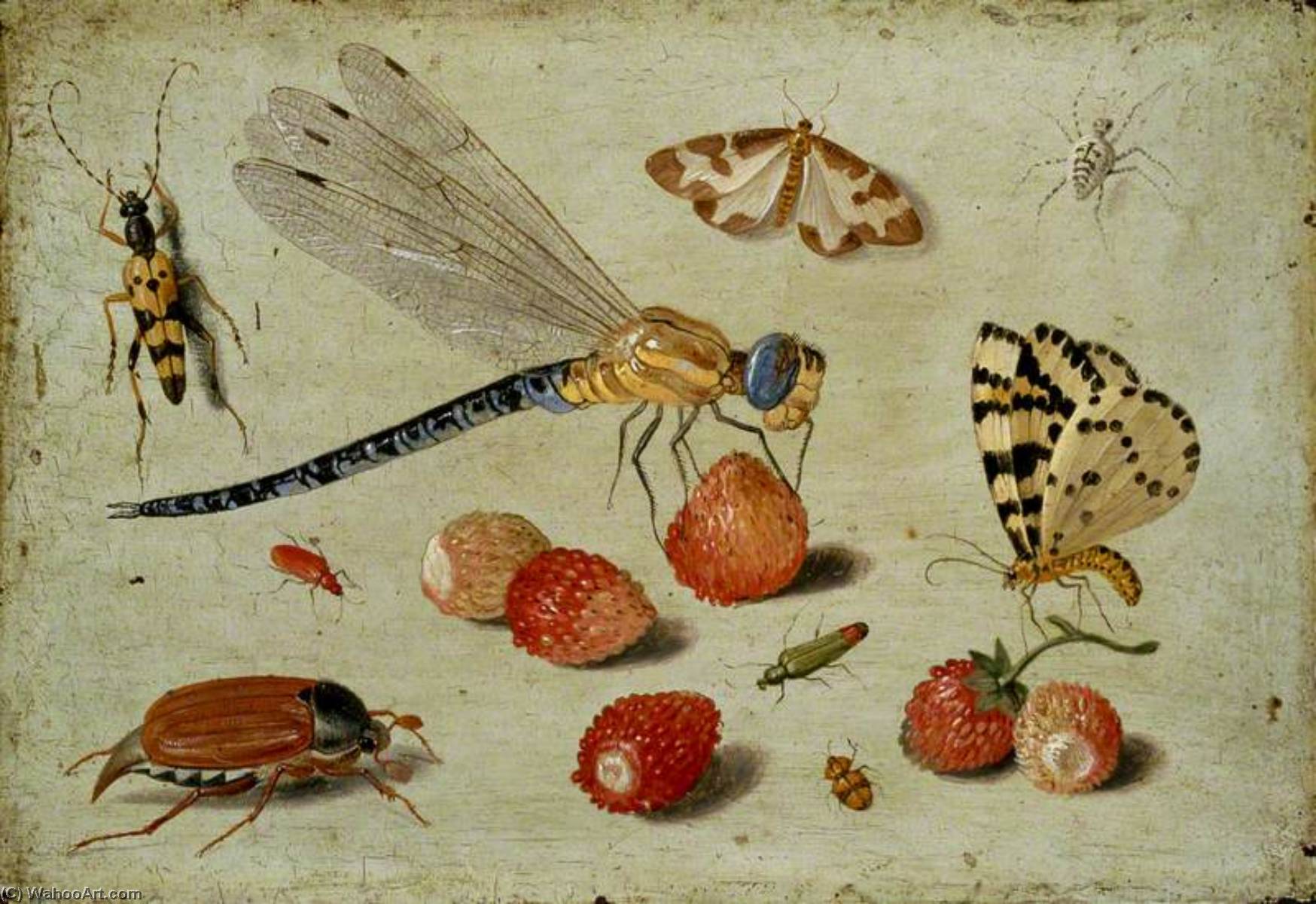 WikiOO.org - Encyclopedia of Fine Arts - Lukisan, Artwork Jan Van Kessel The Elder - A Dragon fly, two Moths, a Spider and some Beetles, with wild Strawberries