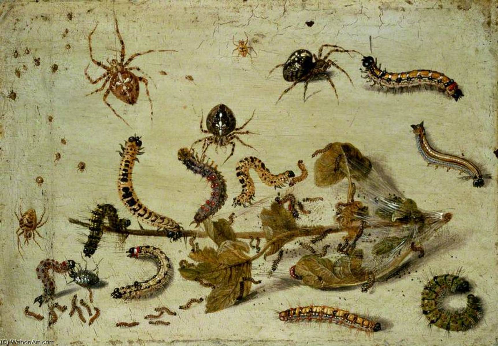 Wikioo.org - The Encyclopedia of Fine Arts - Painting, Artwork by Jan Van Kessel The Elder - Various Spiders and Caterpillars, with a Sprig of Gooseberry