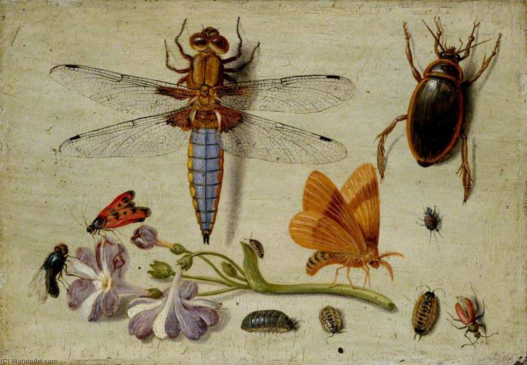 WikiOO.org - Encyclopedia of Fine Arts - Lukisan, Artwork Jan Van Kessel The Elder - A Cockchafer, Beetle, Woodlice and other Insects, with a Sprig of Auricula