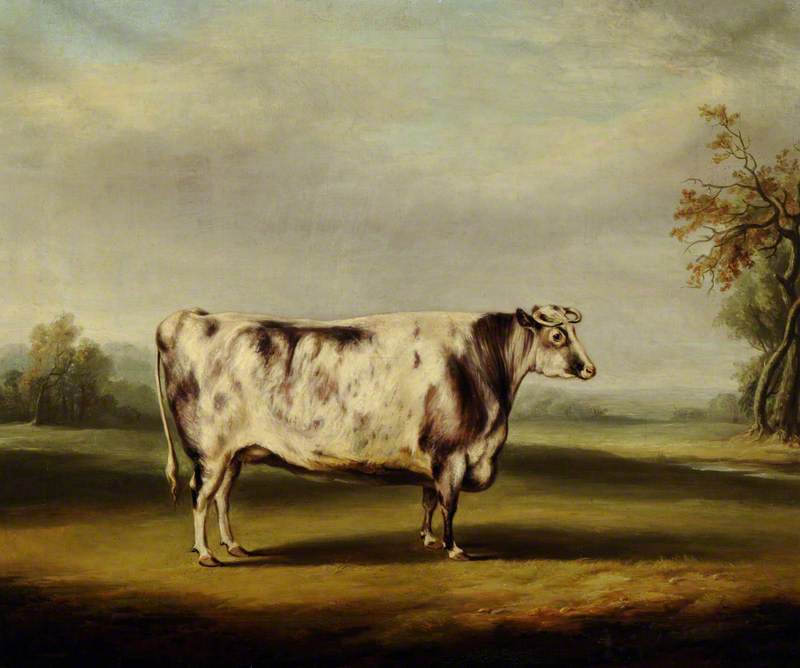 Wikioo.org - The Encyclopedia of Fine Arts - Painting, Artwork by William Henry Davis - A Grey Shorthorn Cow