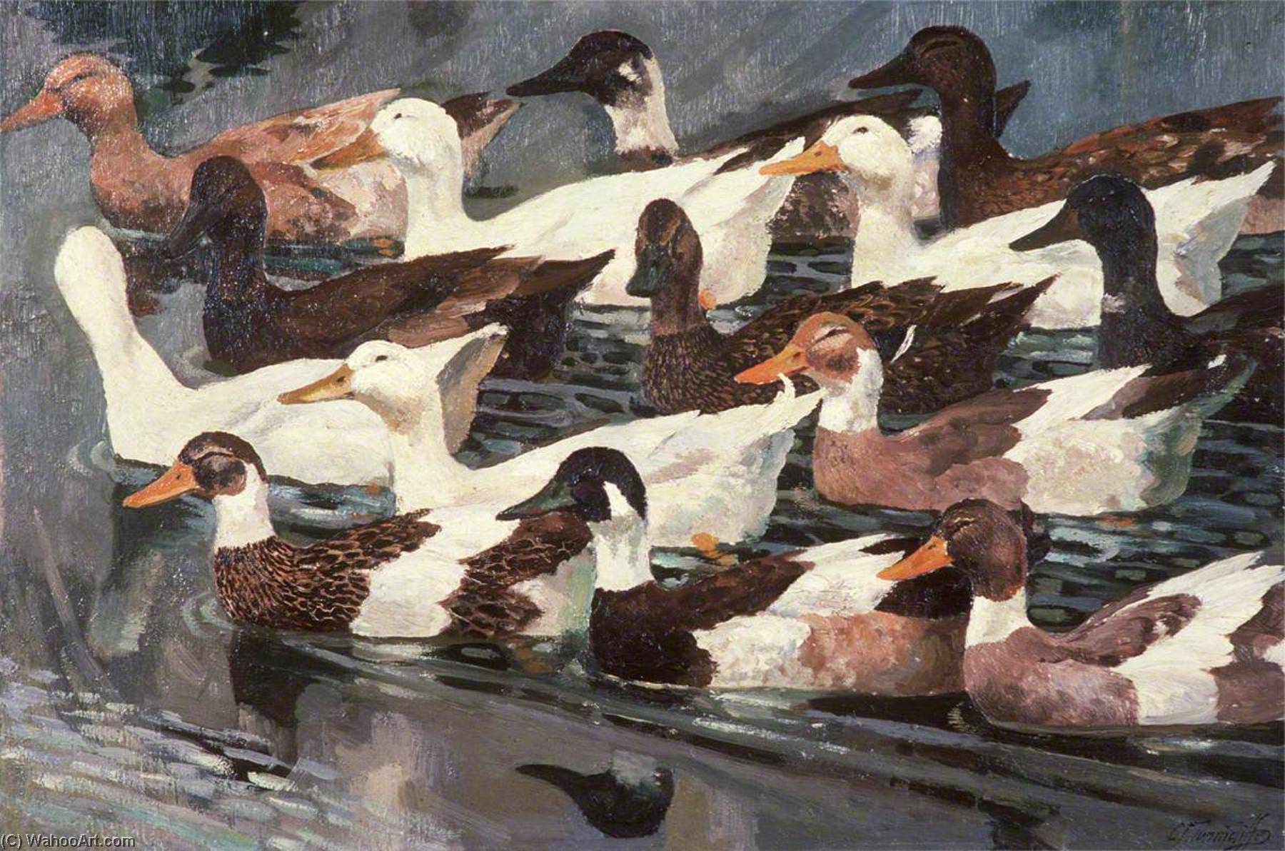 Wikioo.org - The Encyclopedia of Fine Arts - Painting, Artwork by Charles Frederick Tunnicliffe - Ducks (study)