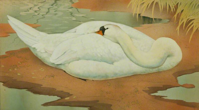 Wikioo.org - The Encyclopedia of Fine Arts - Painting, Artwork by Charles Frederick Tunnicliffe - Young Swan