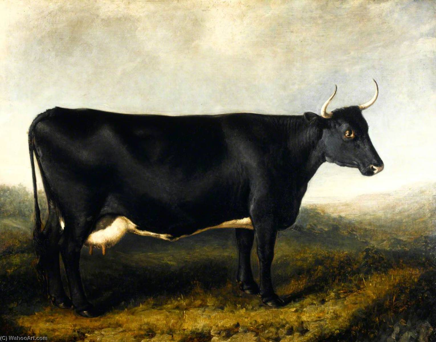 Wikoo.org - موسوعة الفنون الجميلة - اللوحة، العمل الفني William Shiels - The Fifeshire Breed (also known as the Fife Horned Cow or Falkland Breed)