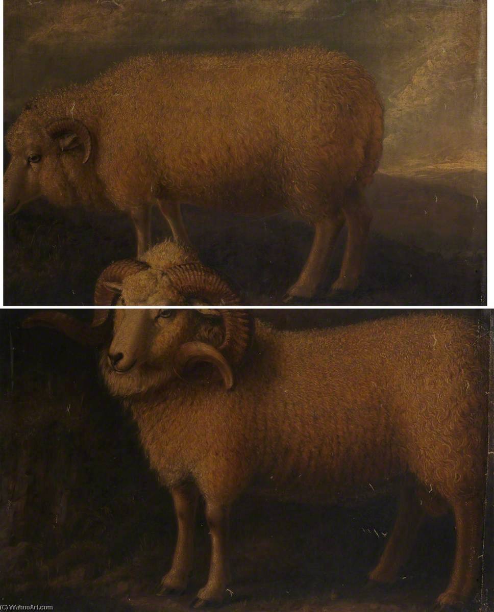 Wikioo.org - The Encyclopedia of Fine Arts - Painting, Artwork by William Shiels - Exmoor Ram and Ewe (diptych)