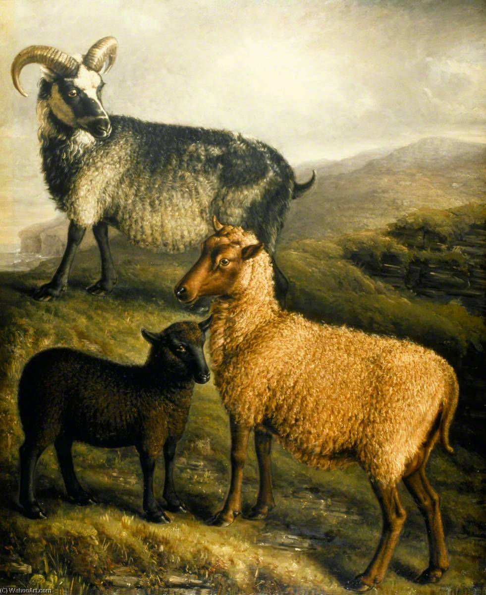 Wikioo.org - The Encyclopedia of Fine Arts - Painting, Artwork by William Shiels - Orkney and Shetland Sheep