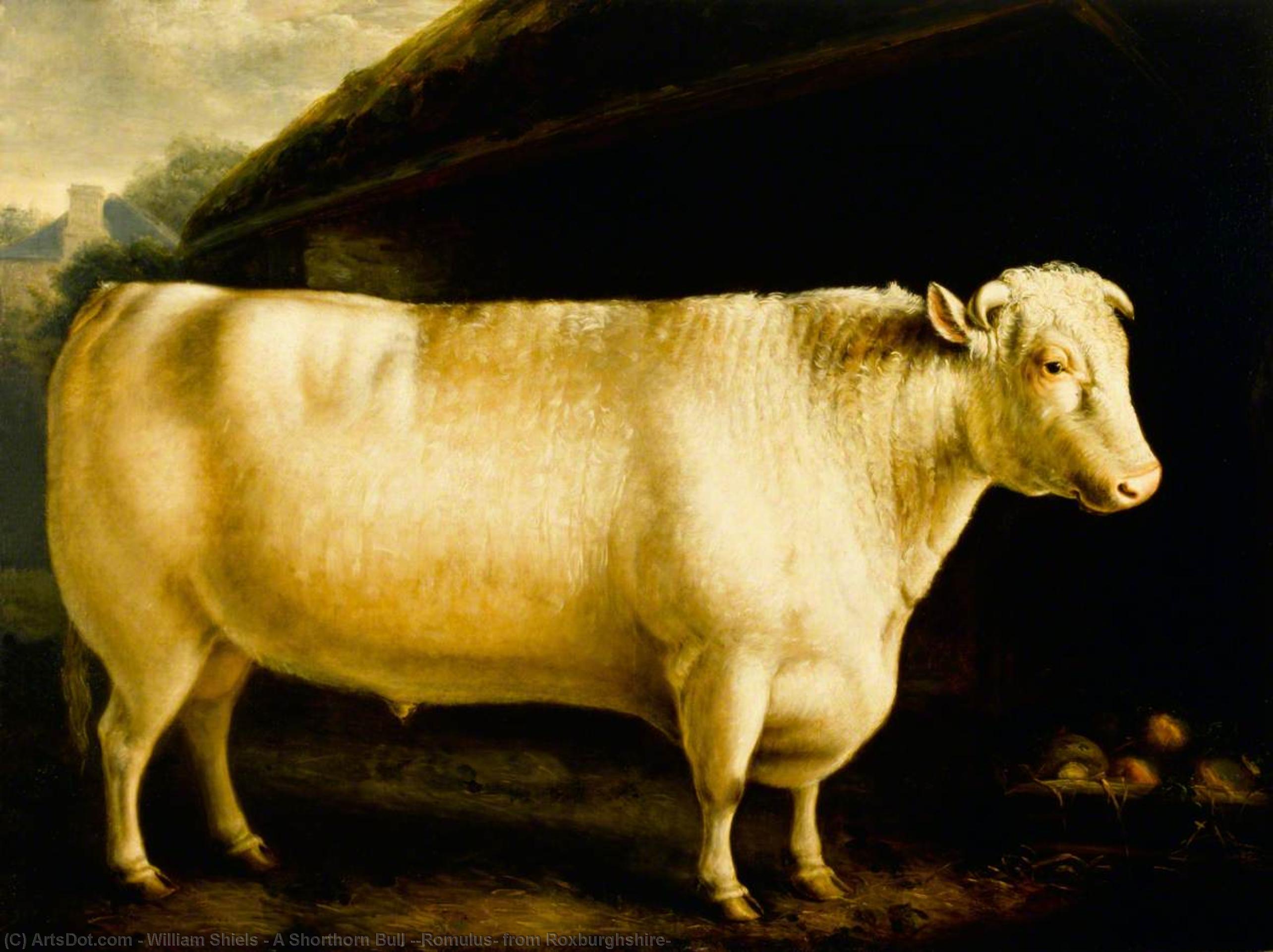 Wikioo.org - The Encyclopedia of Fine Arts - Painting, Artwork by William Shiels - A Shorthorn Bull ('Romulus' from Roxburghshire)