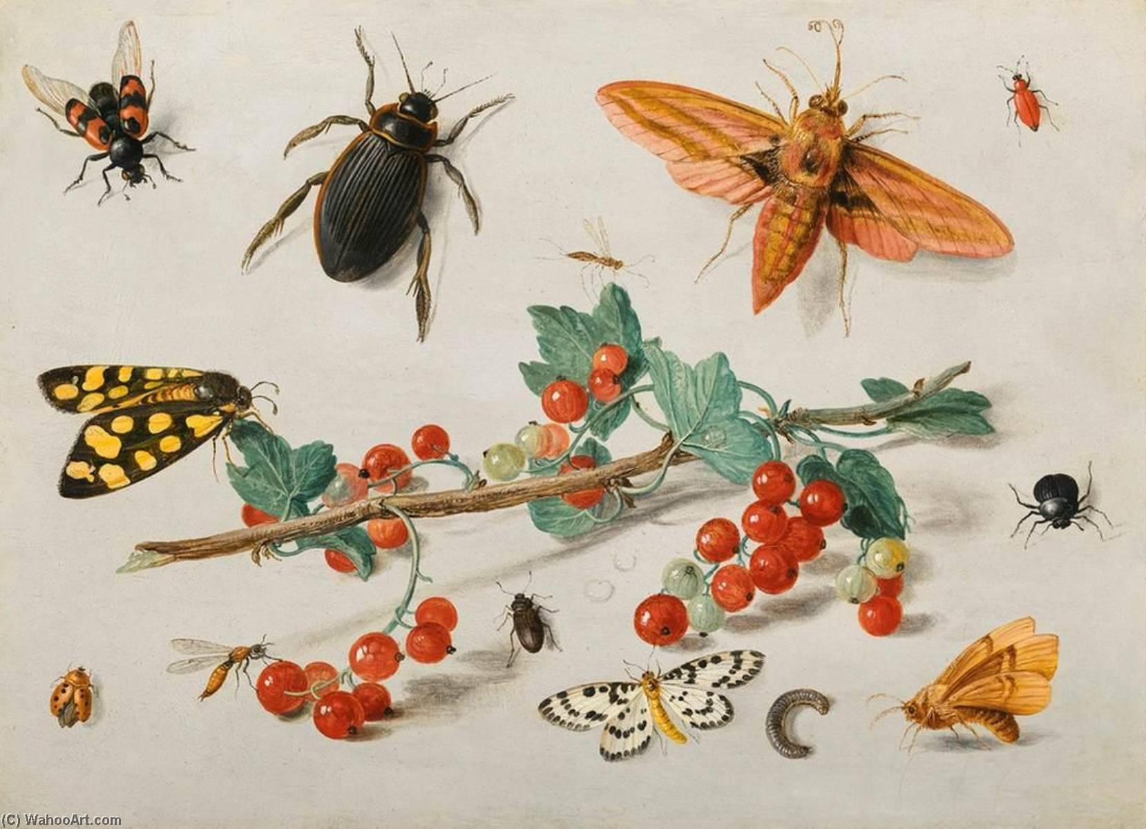 Wikioo.org - The Encyclopedia of Fine Arts - Painting, Artwork by Jan Van Kessel The Elder - Insects