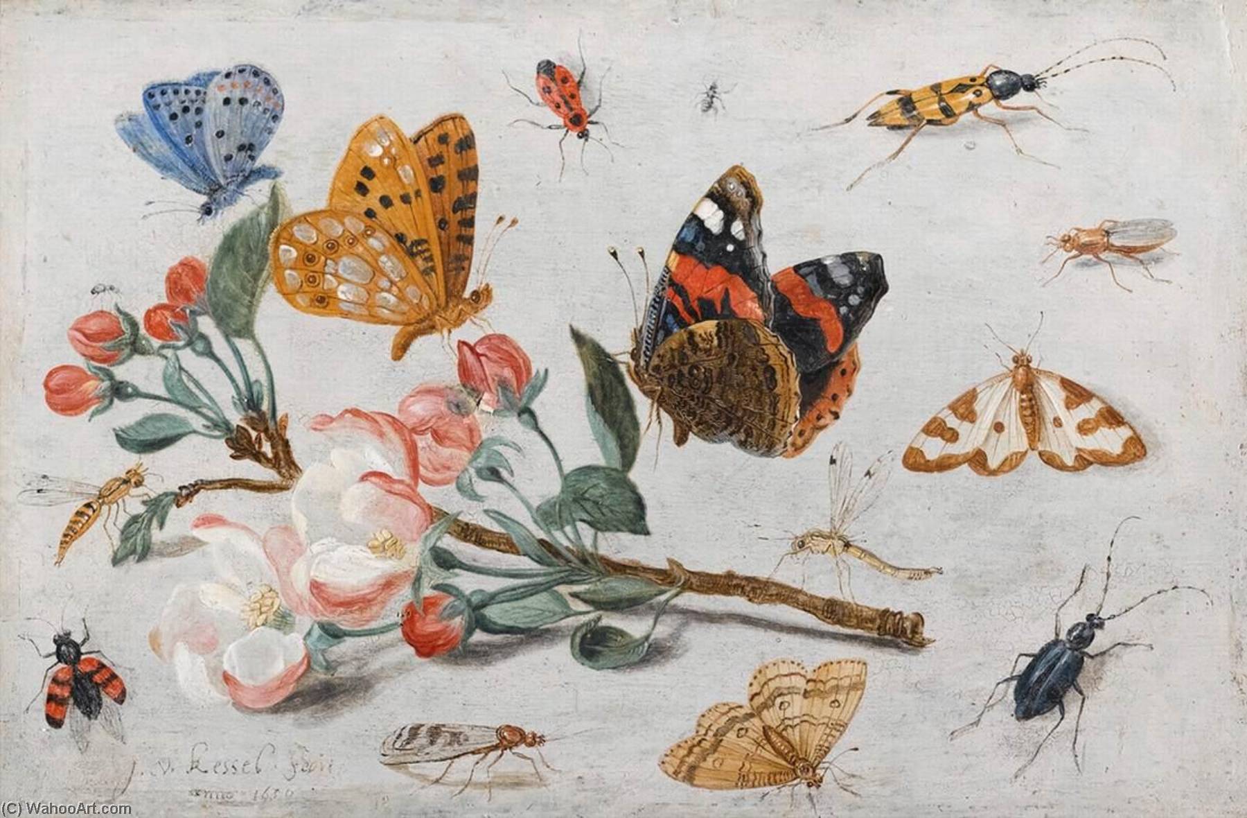 Wikioo.org - The Encyclopedia of Fine Arts - Painting, Artwork by Jan Van Kessel The Elder - Study of Butterflies and Other Insects with a Sprig of Apple Blossom