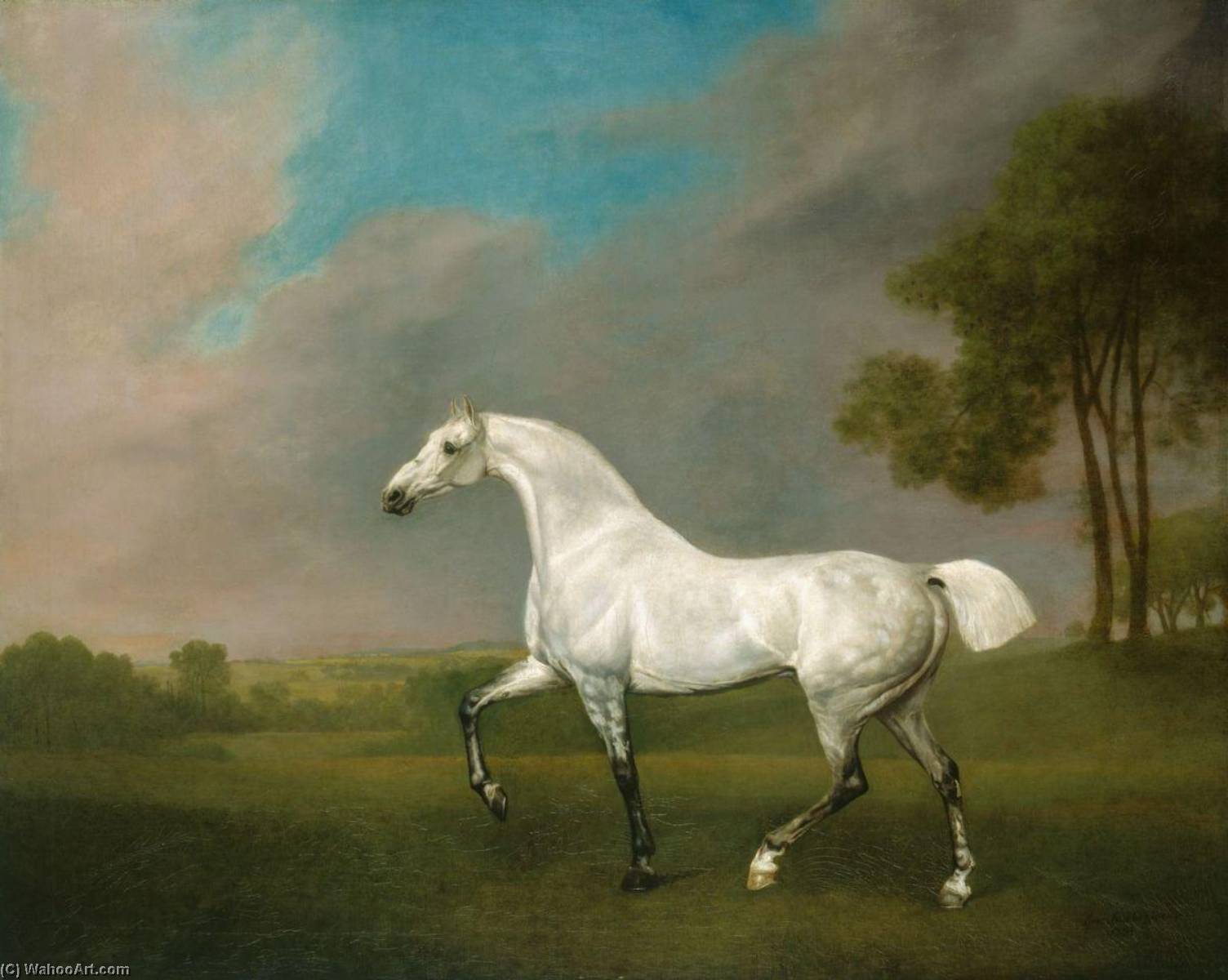 Wikioo.org - The Encyclopedia of Fine Arts - Painting, Artwork by George Stubbs - A Grey Horse