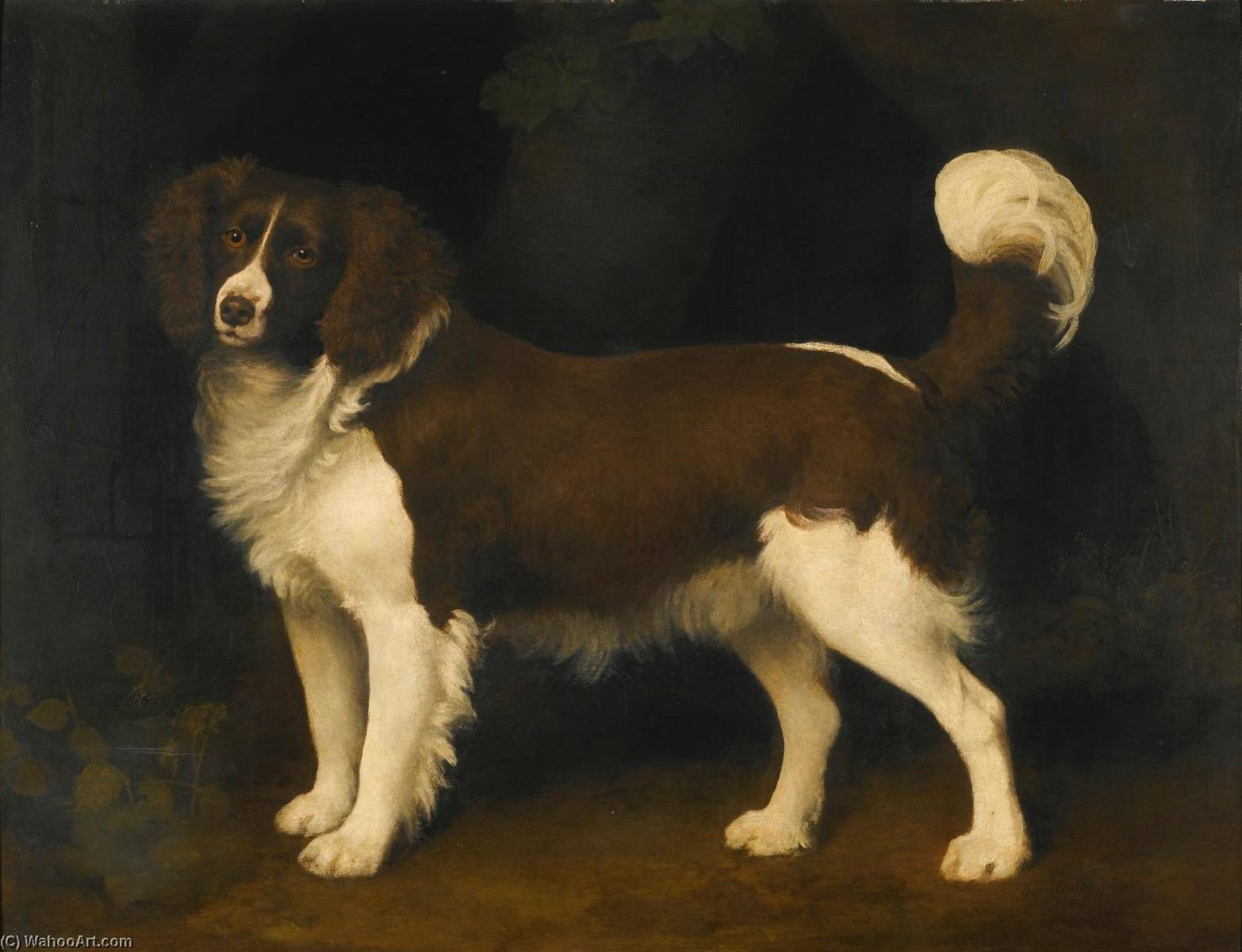 Wikioo.org - The Encyclopedia of Fine Arts - Painting, Artwork by George Stubbs - Portrait of a dark brown and white Newfoundland spaniel
