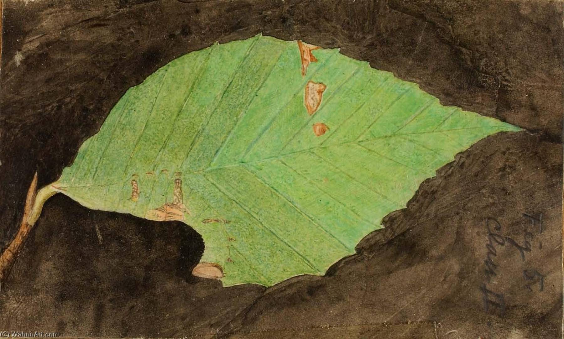 Wikioo.org - The Encyclopedia of Fine Arts - Painting, Artwork by Emma Beach Thayer - Smaller Spotted Beach Leaf Edge Caterpillar, study for book Concealing Coloration in the Animal Kingdom
