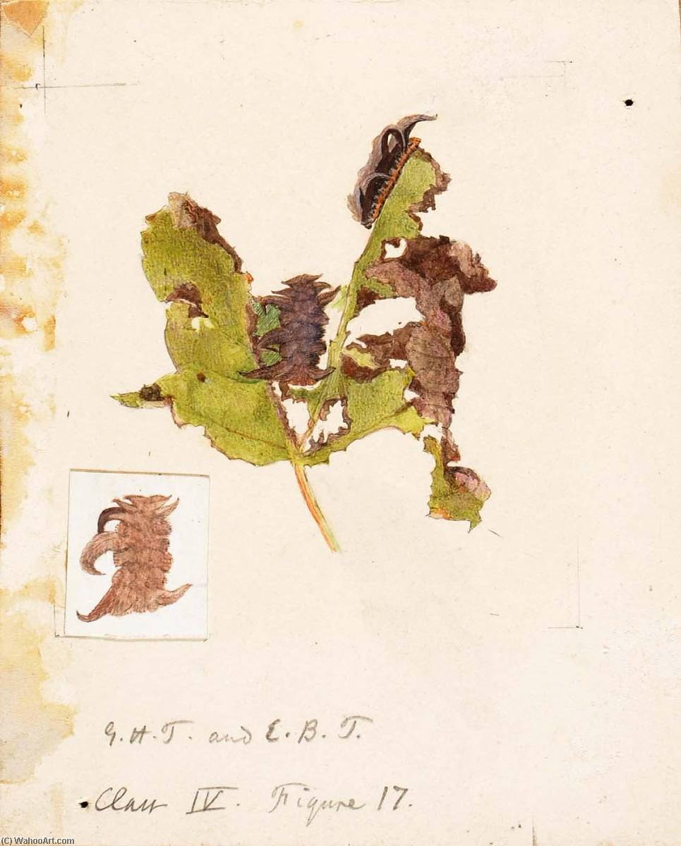 Wikioo.org - The Encyclopedia of Fine Arts - Painting, Artwork by Emma Beach Thayer - Crumpled Leaf Caterpillar, study for book Concealing Coloration in the Animal Kingdom