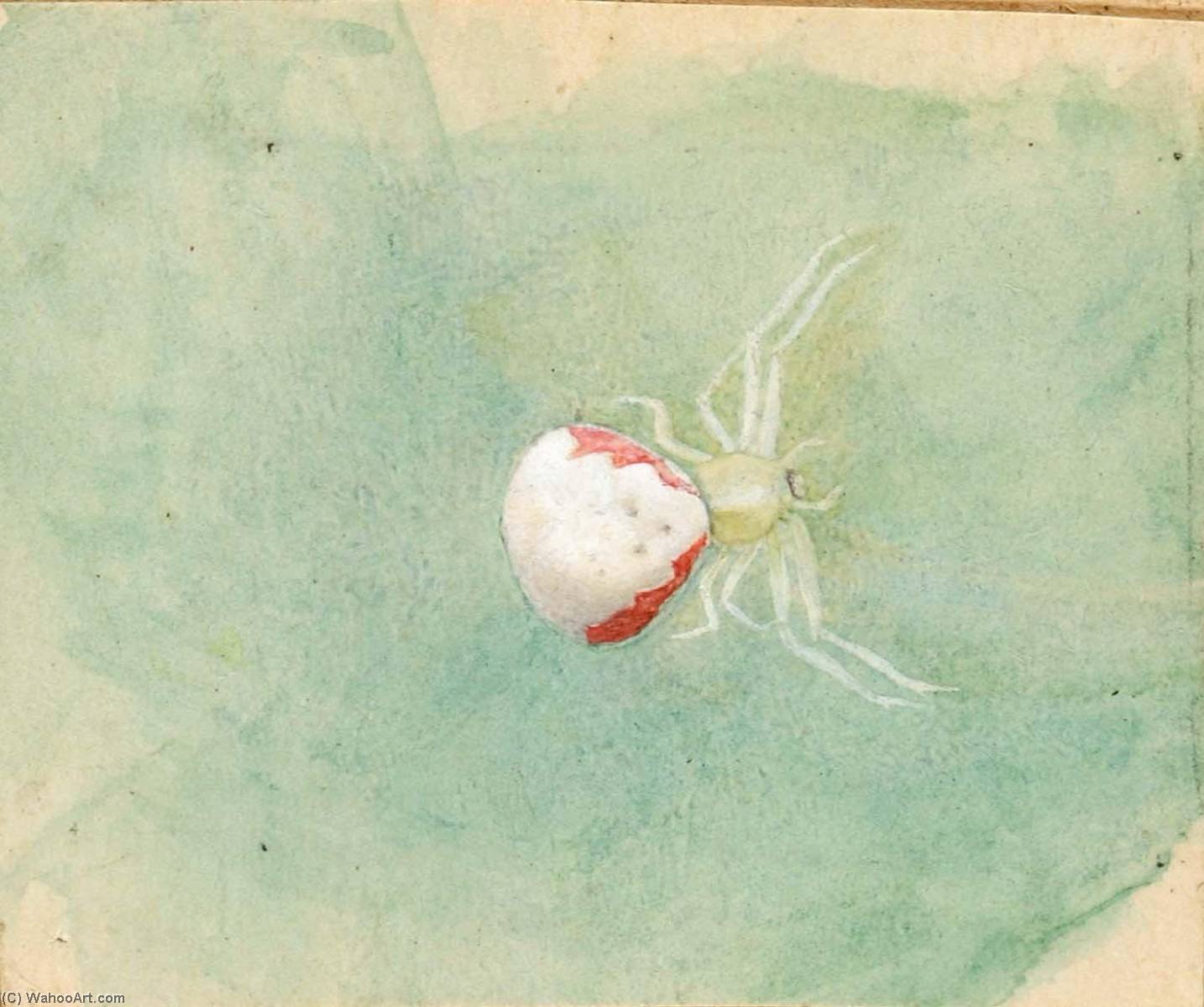 Wikioo.org - The Encyclopedia of Fine Arts - Painting, Artwork by Emma Beach Thayer - Porcelain White Spider