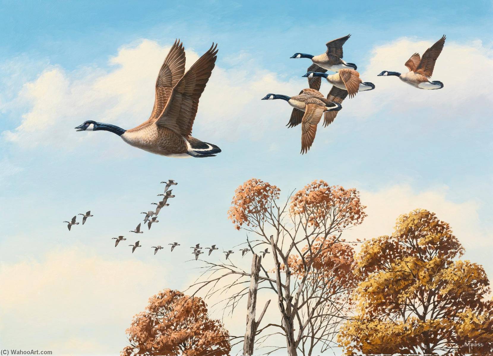 WikiOO.org - 백과 사전 - 회화, 삽화 David Maass - Canada Geese in Flight