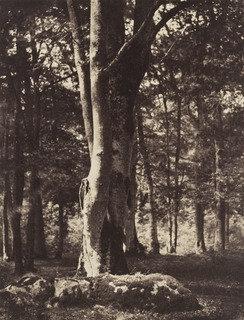 Wikioo.org - The Encyclopedia of Fine Arts - Painting, Artwork by Gustave Le Gray - Forest of Fontainebleau