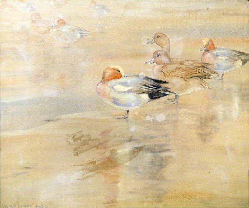 Wikioo.org - The Encyclopedia of Fine Arts - Painting, Artwork by Peter Markham Scott - Widgeon Asleep in the Noonday Sun