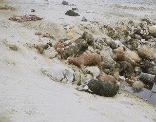 Wikioo.org - The Encyclopedia of Fine Arts - Painting, Artwork by Richard Misrach - Dead Animals 1
