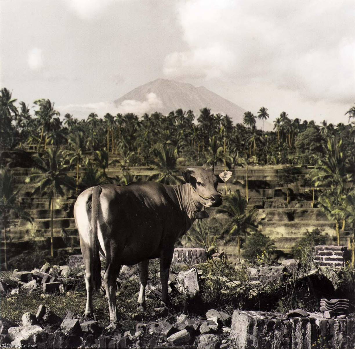 WikiOO.org - Encyclopedia of Fine Arts - Lukisan, Artwork Gail Skoff - Bali Cow