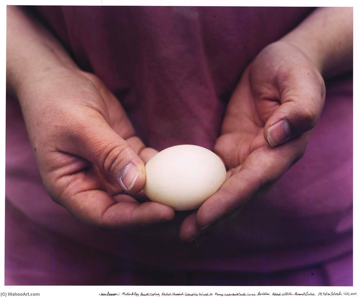 WikiOO.org - Enciclopedia of Fine Arts - Pictura, lucrări de artă Joann Brennan - Mallard Egg Research Testing Potential Chemical Contraceptives Designed to Manage Overabundant Canada Goose Populations. National Wildlife Research Center. Fort Collins, Colorado