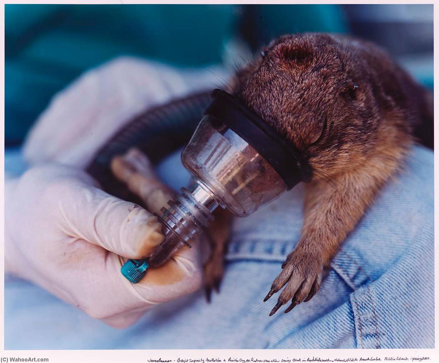 Wikioo.org - The Encyclopedia of Fine Arts - Painting, Artwork by Joann Brennan - Biologist Temporarily Anesthetizes a Prairie Dog to Reduce Stress While Drawing Blood in Reproduction Research. National Wildlife Research Center. Fort Collins, Colorado