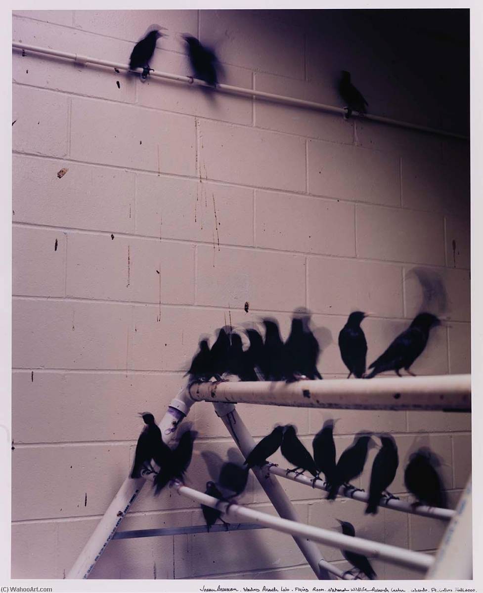 WikiOO.org - Encyclopedia of Fine Arts - Målning, konstverk Joann Brennan - Starling Research Lab, Flying Room. National Wildlife Research Center. Fort Collins, Colorado