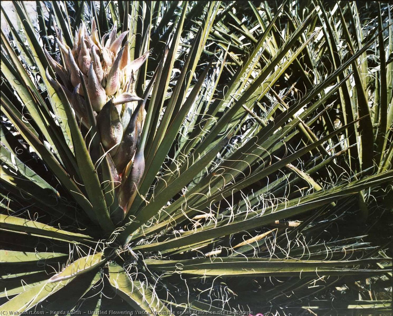 Wikioo.org - The Encyclopedia of Fine Arts - Painting, Artwork by Kenda North - Untitled Flowering Yucca, from the series Marks on the Landscape