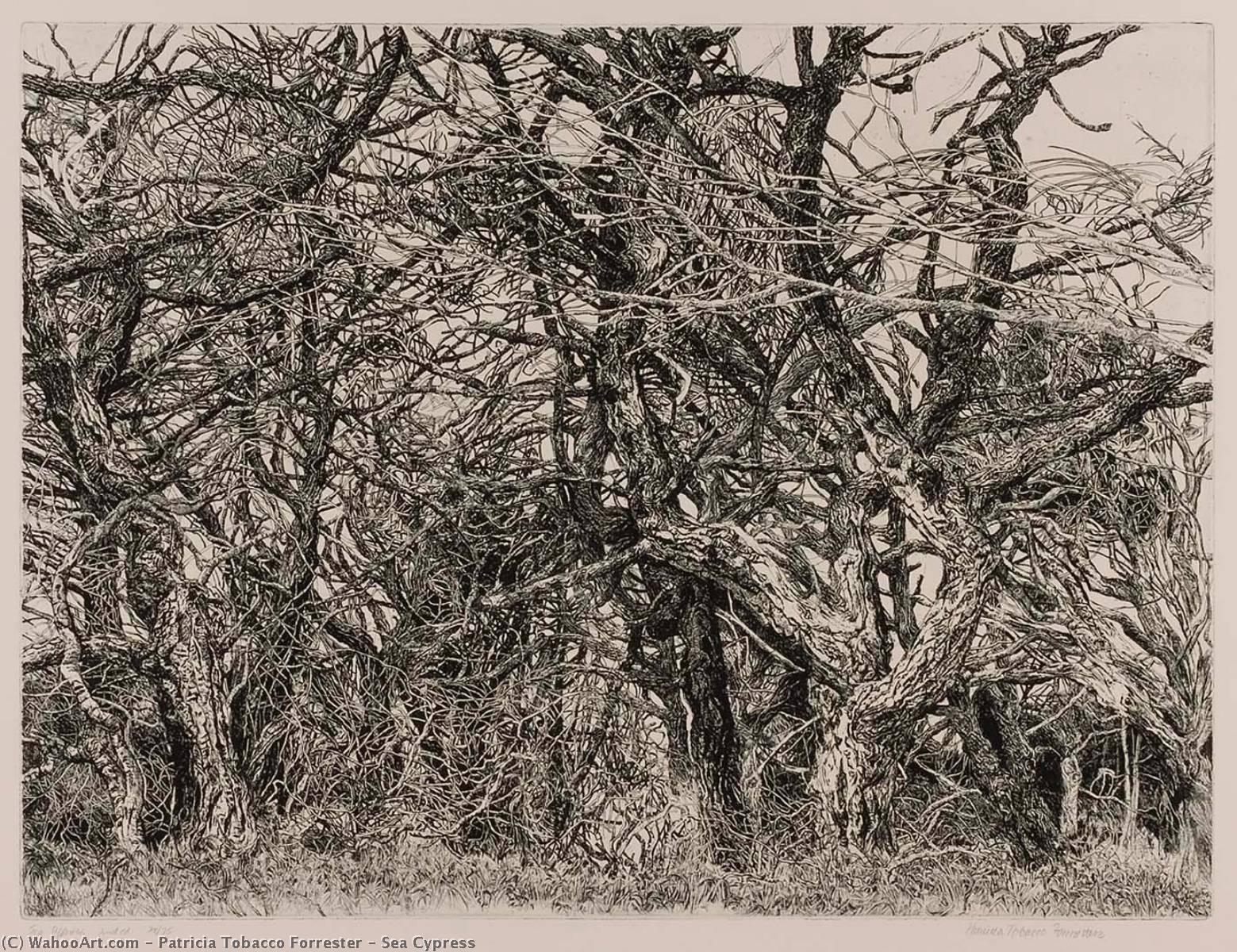 WikiOO.org - Encyclopedia of Fine Arts - Lukisan, Artwork Patricia Tobacco Forrester - Sea Cypress