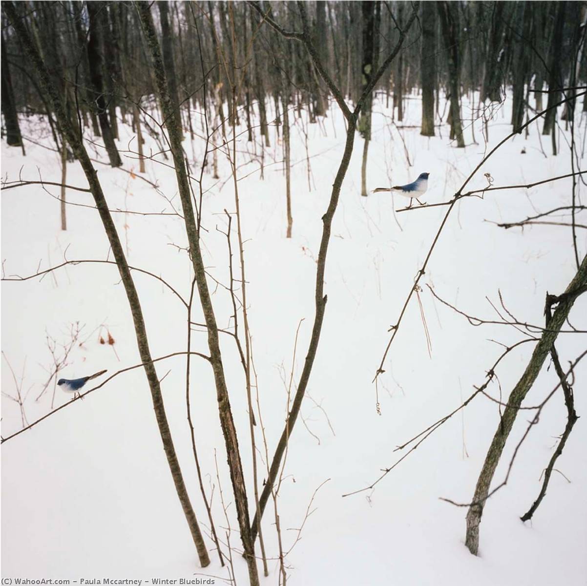 Wikioo.org - The Encyclopedia of Fine Arts - Painting, Artwork by Paula Mccartney - Winter Bluebirds
