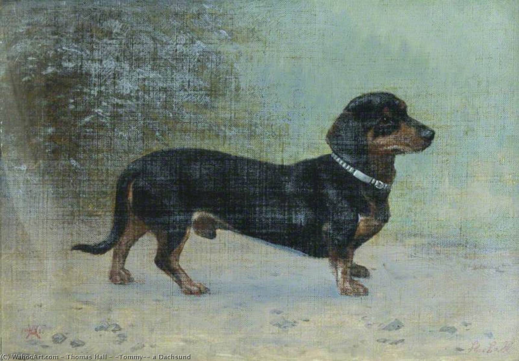 Wikioo.org - The Encyclopedia of Fine Arts - Painting, Artwork by Thomas Hall - 'Tommy', a Dachsund