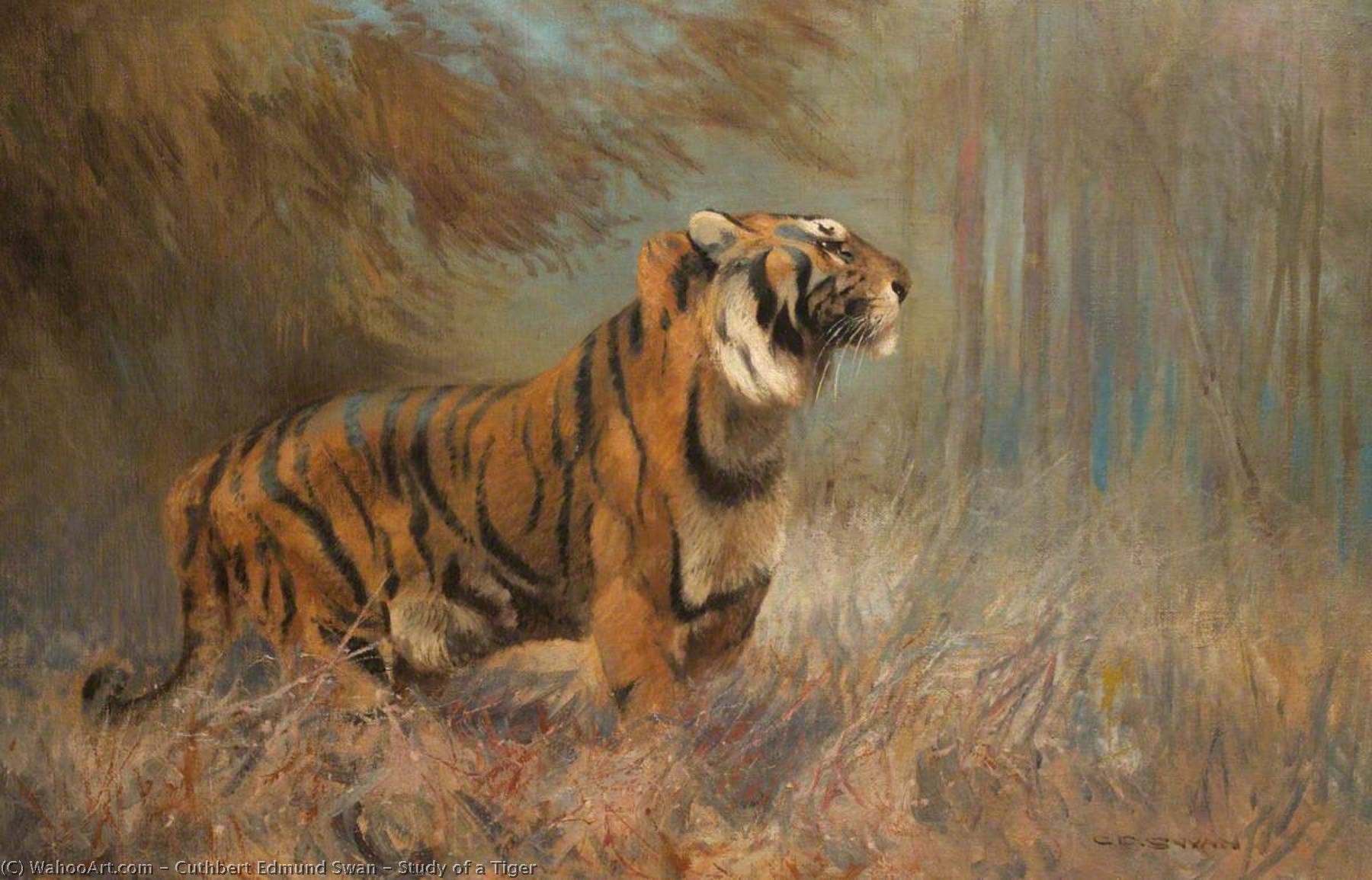 Wikioo.org - The Encyclopedia of Fine Arts - Painting, Artwork by Cuthbert Edmund Swan - Study of a Tiger