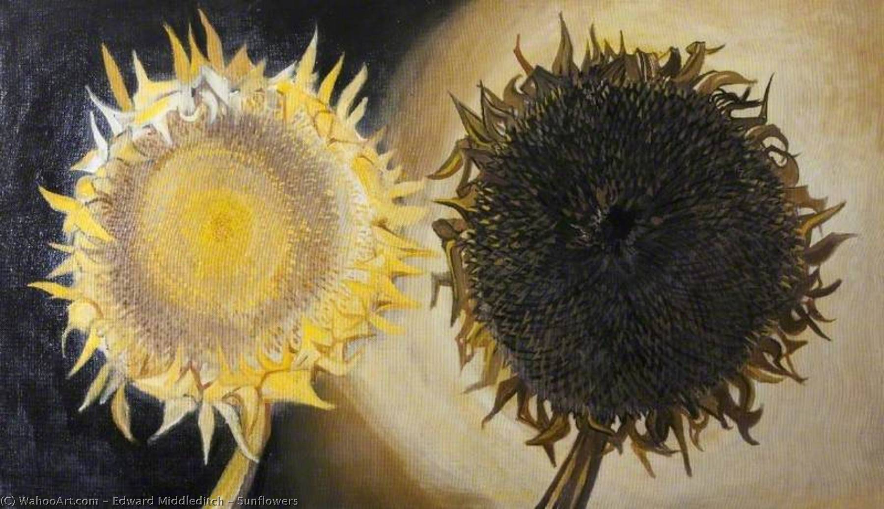 Wikioo.org - The Encyclopedia of Fine Arts - Painting, Artwork by Edward Middleditch - Sunflowers