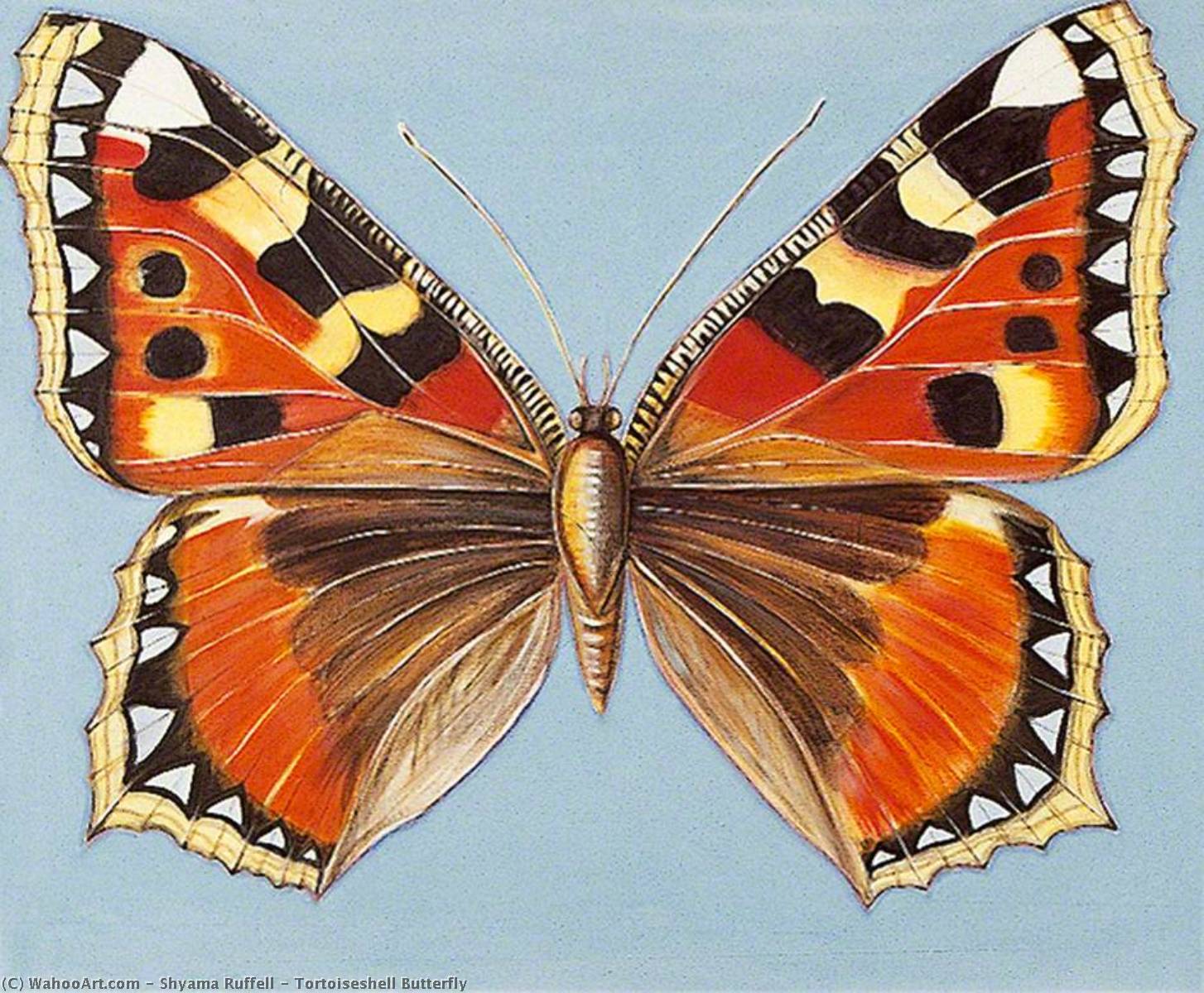 Wikioo.org - The Encyclopedia of Fine Arts - Painting, Artwork by Shyama Ruffell - Tortoiseshell Butterfly