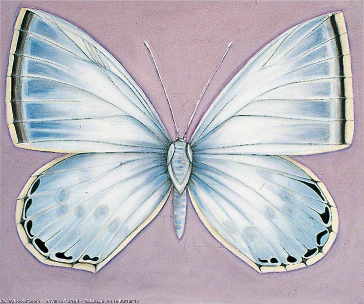 Wikioo.org - The Encyclopedia of Fine Arts - Painting, Artwork by Shyama Ruffell - Cabbage White Butterfly