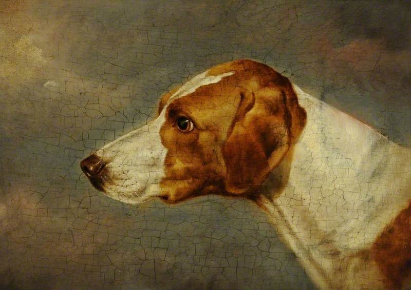 Wikioo.org - The Encyclopedia of Fine Arts - Painting, Artwork by Martin Theodore Ward - Dog's Head